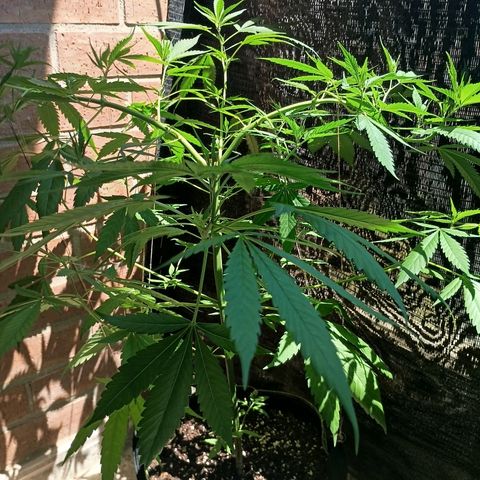 Master Kush  growlog timeline photo