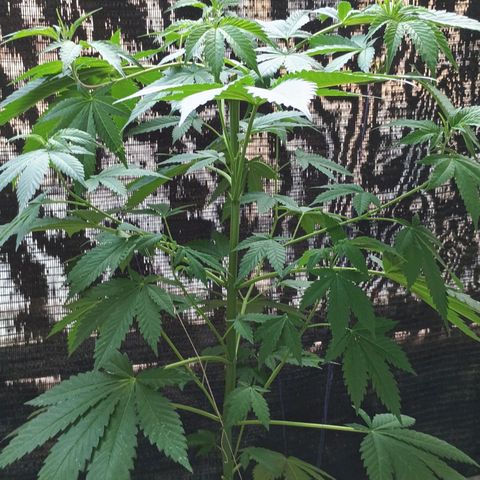 Black Domina  growlog timeline photo