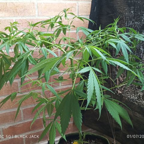 Master Kush  growlog timeline photo