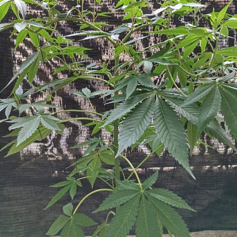 Northern Lights growlog timeline photo