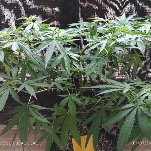 Black Jack  growlog timeline photo