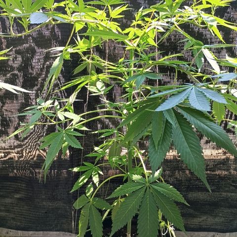 Northern Lights growlog timeline photo