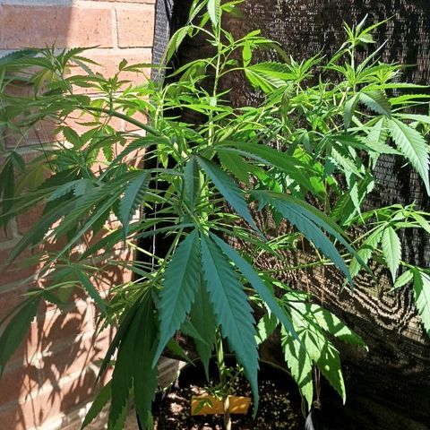 Master Kush  growlog timeline photo