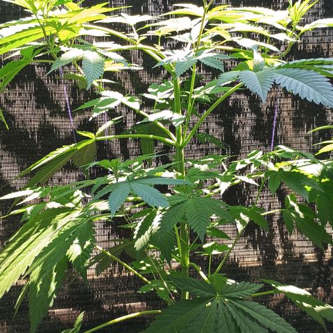 Black Domina  growlog timeline photo