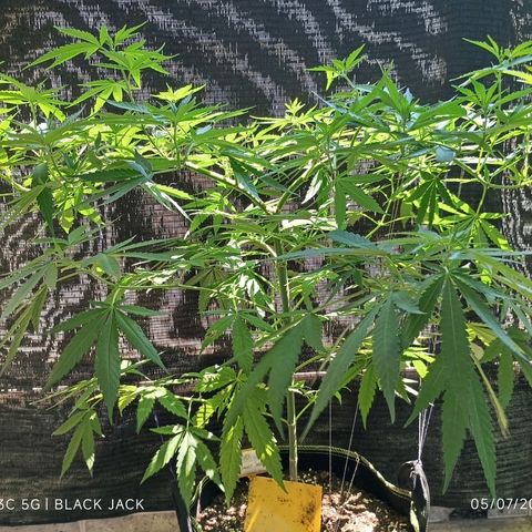 Black Jack  growlog timeline photo