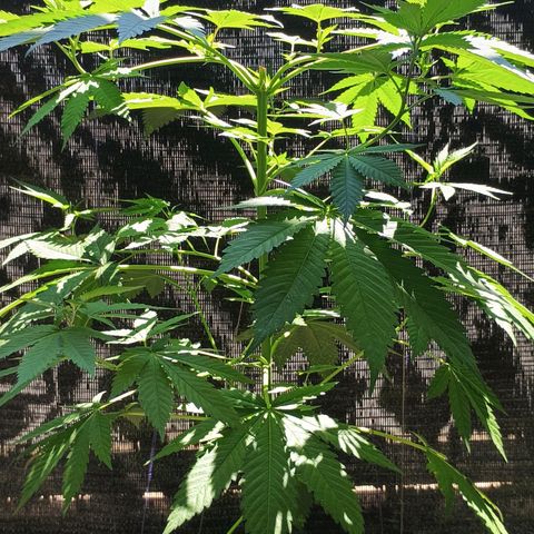 Black Domina  growlog timeline photo