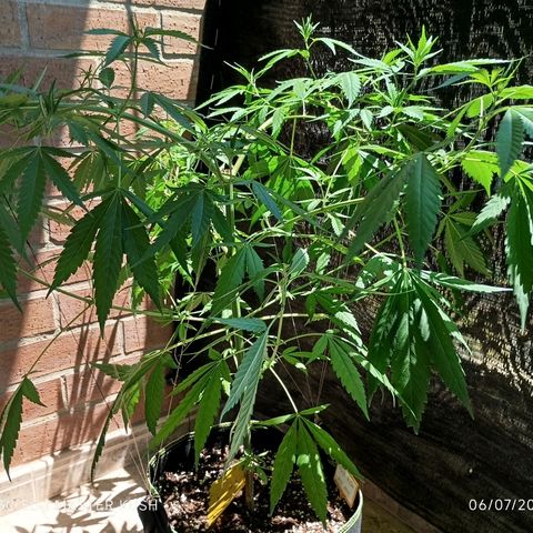 Master Kush  growlog timeline photo