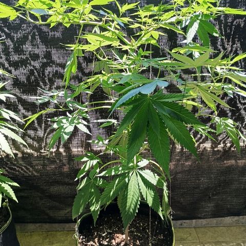 Northern Lights growlog timeline photo