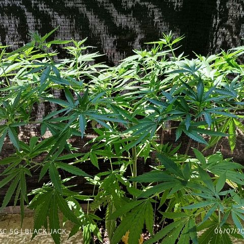 Black Jack  growlog timeline photo