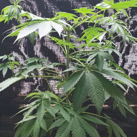 Black Domina  growlog timeline photo