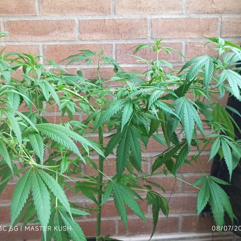 Master Kush  growlog timeline photo