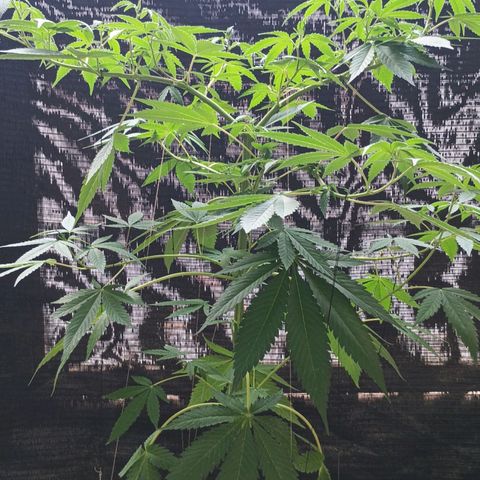 Northern Lights growlog timeline photo
