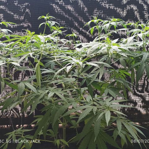 Black Jack  growlog timeline photo