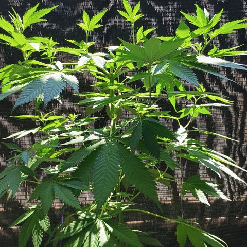 Black Domina  growlog timeline photo