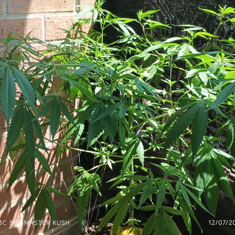 Master Kush  growlog timeline photo