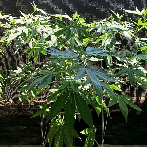 Northern Lights growlog timeline photo
