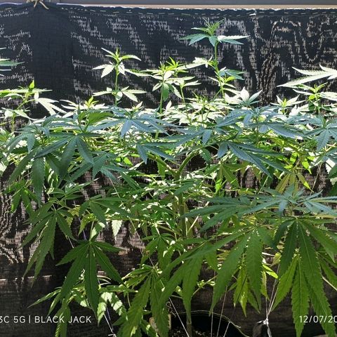 Black Jack  growlog timeline photo