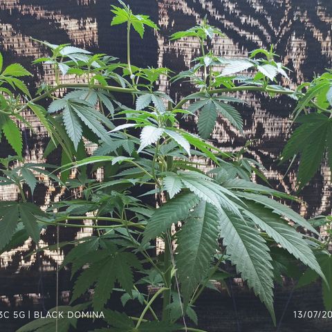 Black Domina  growlog timeline photo