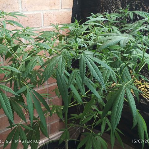 Master Kush  growlog timeline photo