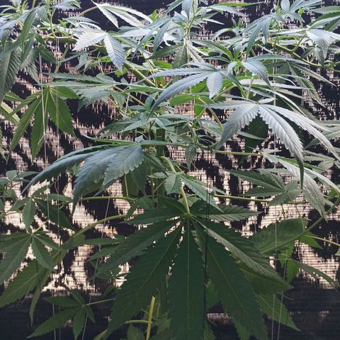 Northern Lights growlog timeline photo