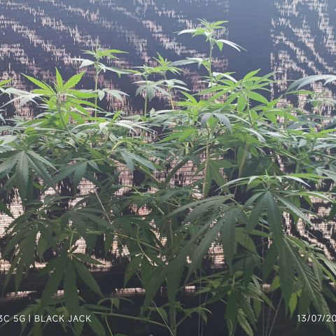 Black Jack  growlog timeline photo