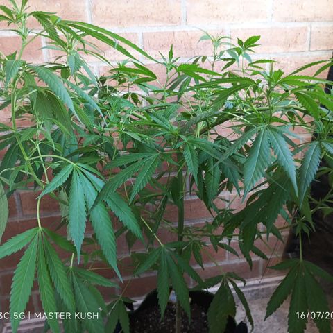 Master Kush  growlog timeline photo