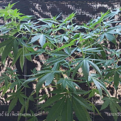 Northern Lights growlog timeline photo