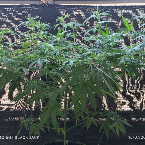 Black Jack  growlog timeline photo