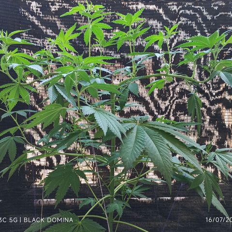 Black Domina  growlog timeline photo