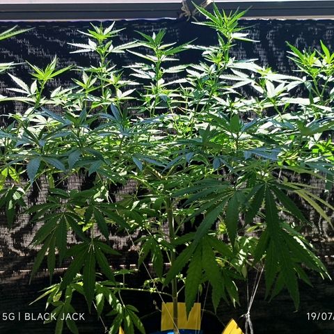 Black Jack  growlog timeline photo