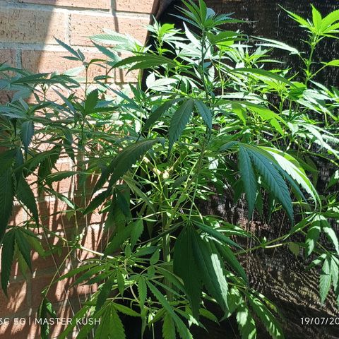 Master Kush  growlog timeline photo
