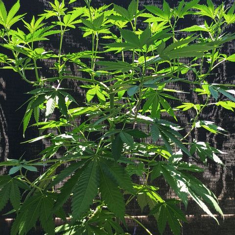 Black Domina  growlog timeline photo