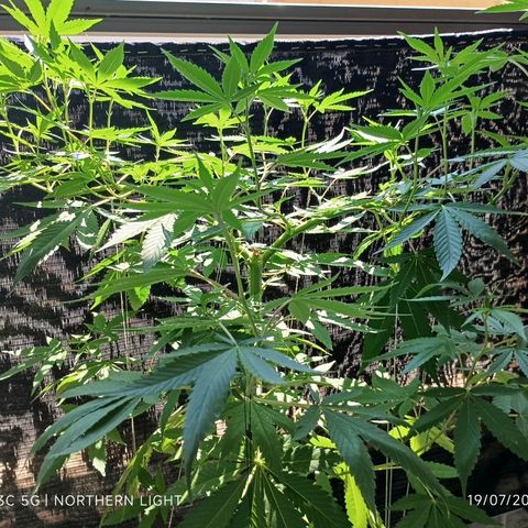 Northern Lights growlog timeline photo