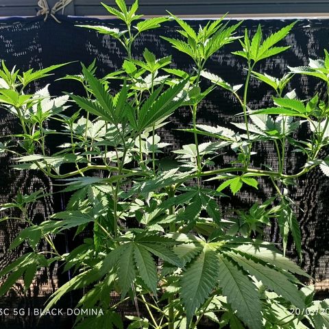 Black Domina  growlog timeline photo
