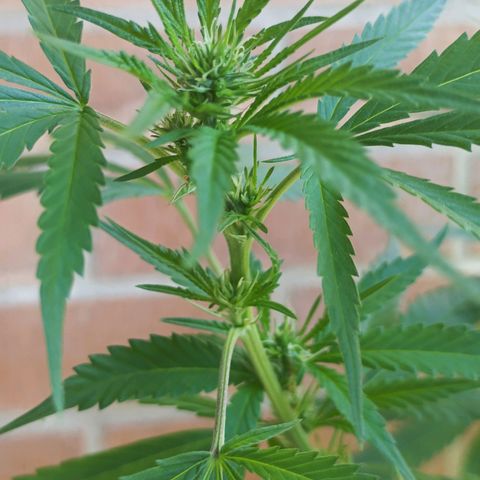 Master Kush  growlog timeline photo