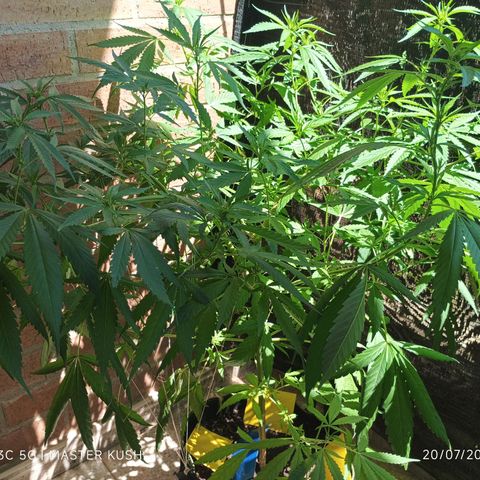 Master Kush  growlog timeline photo