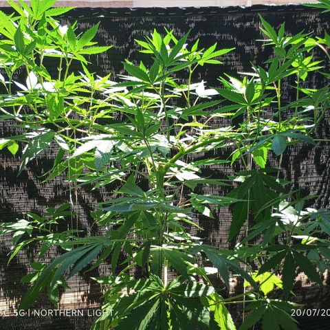 Northern Lights growlog timeline photo