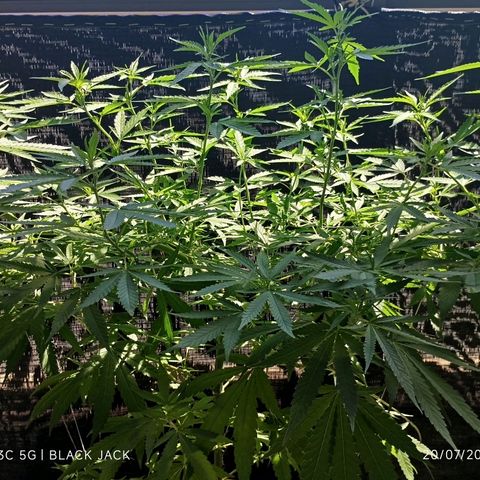 Black Jack  growlog timeline photo