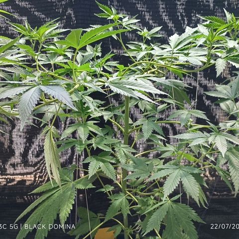 Black Domina  growlog timeline photo