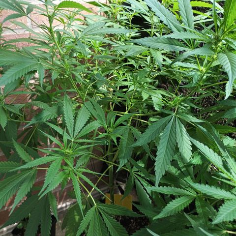 Master Kush  growlog timeline photo