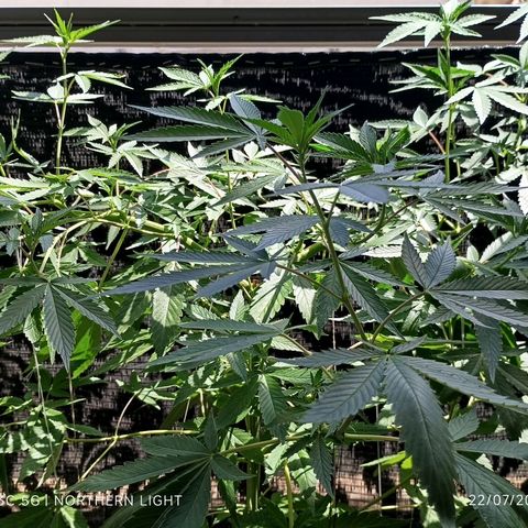 Northern Lights growlog timeline photo