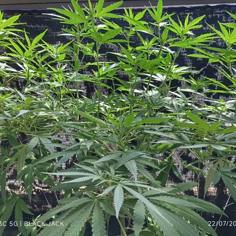 Black Jack  growlog timeline photo