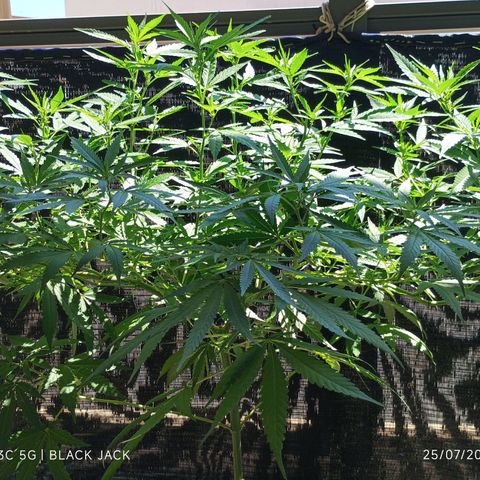 Black Jack  growlog timeline photo