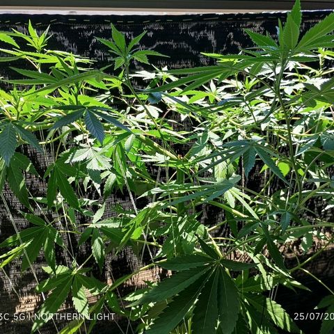 Northern Lights growlog timeline photo