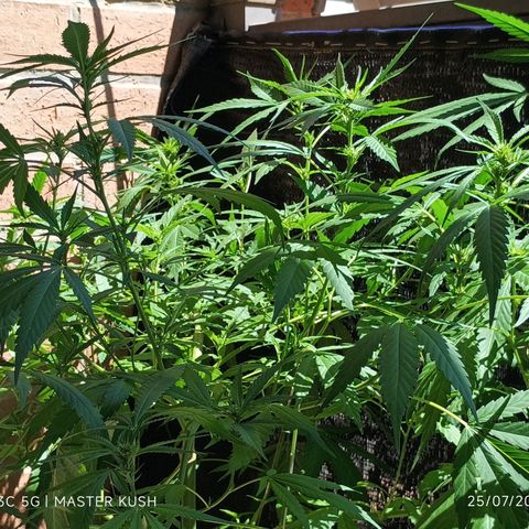 Master Kush  growlog timeline photo
