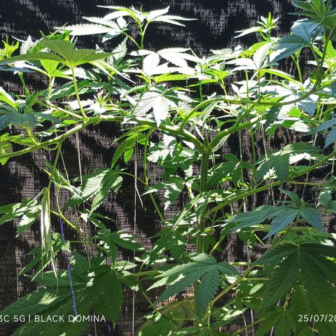 Black Domina  growlog timeline photo