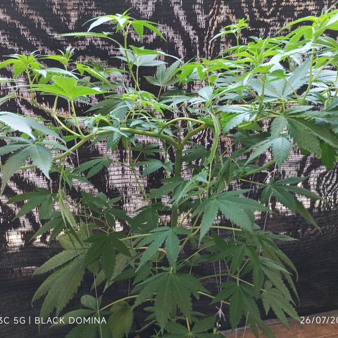 Black Domina  growlog timeline photo