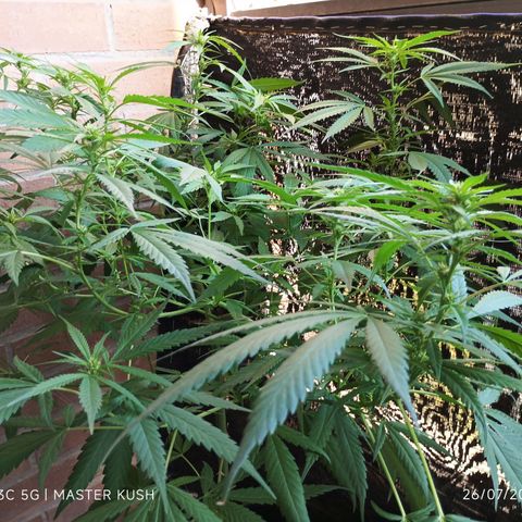 Master Kush  growlog timeline photo