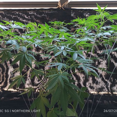 Northern Lights growlog timeline photo