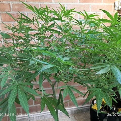 Black Jack  growlog timeline photo